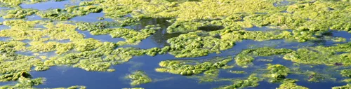 Algae-Blooms